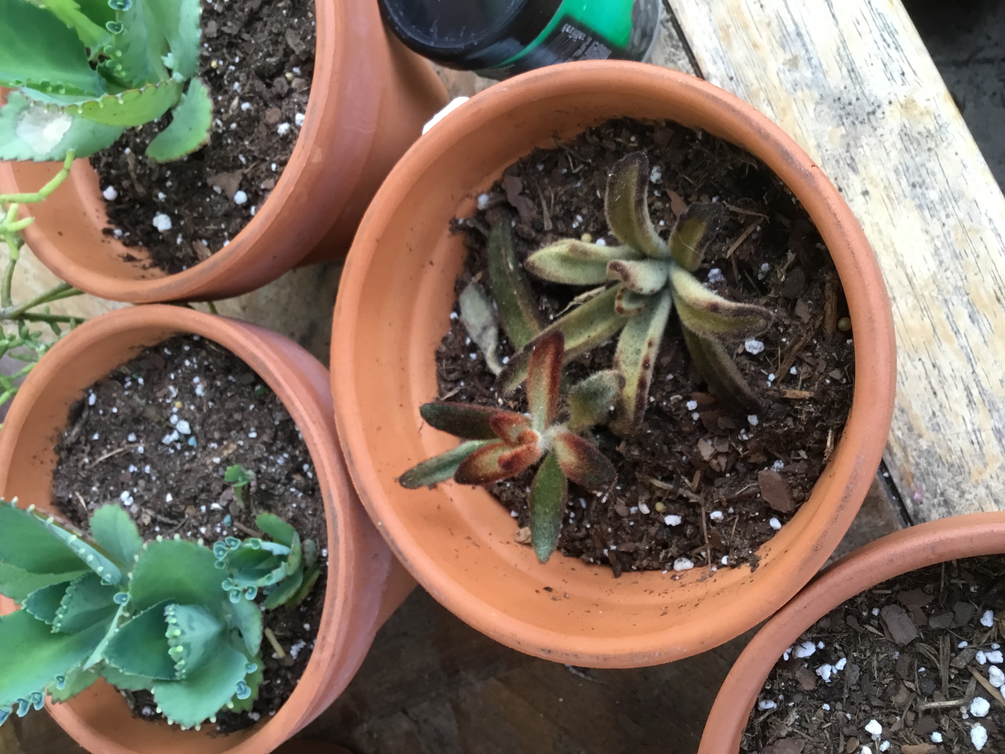 Kalanchoe tomentosa Chocolate Soldier.jpg